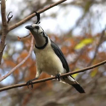 White-throated Magpie-Jay