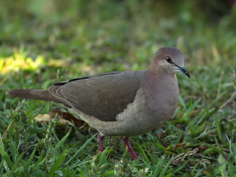 White-tipped Dove
