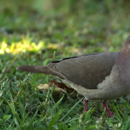 White-tipped Dove