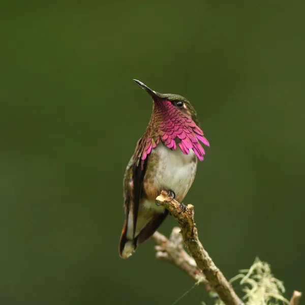 Wine-throated Hummingbird