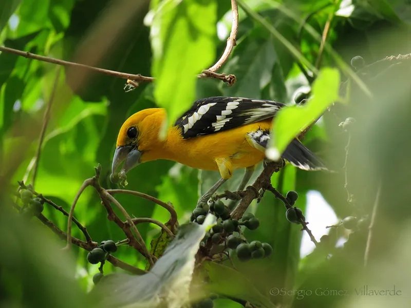 Yellow Grosbeak