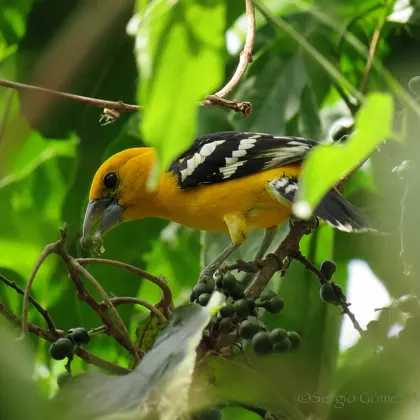 Yellow Grosbeak